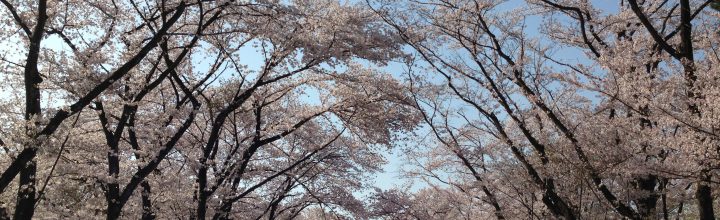 狭山稲荷山公園桜散策とサイボクハムBBQ報告